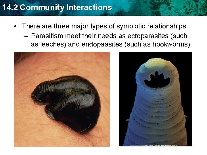 14. 2 Community Interactions • There are three major types of symbiotic relationships. –