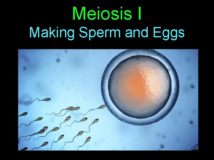 Meiosis I Making Sperm and Eggs 