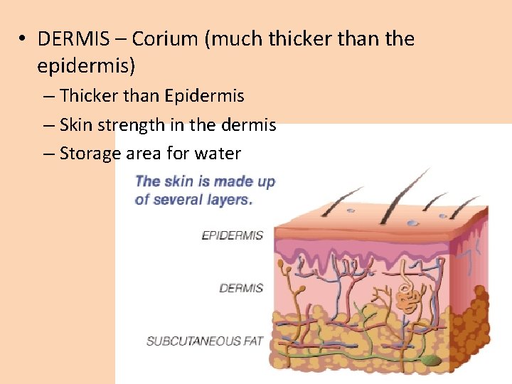  • DERMIS – Corium (much thicker than the epidermis) – Thicker than Epidermis