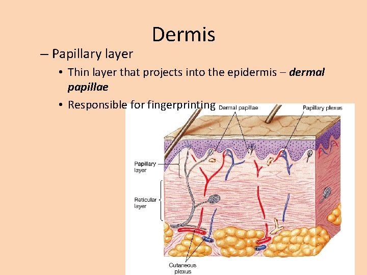 – Papillary layer Dermis • Thin layer that projects into the epidermis – dermal – Papillary layer Dermis • Thin layer that projects into the epidermis – dermal