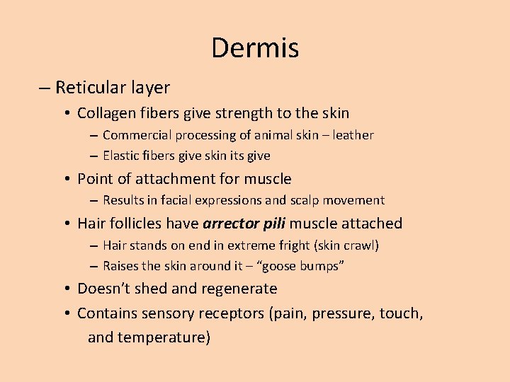 Dermis – Reticular layer • Collagen fibers give strength to the skin – Commercial