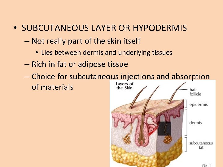  • SUBCUTANEOUS LAYER OR HYPODERMIS – Not really part of the skin itself