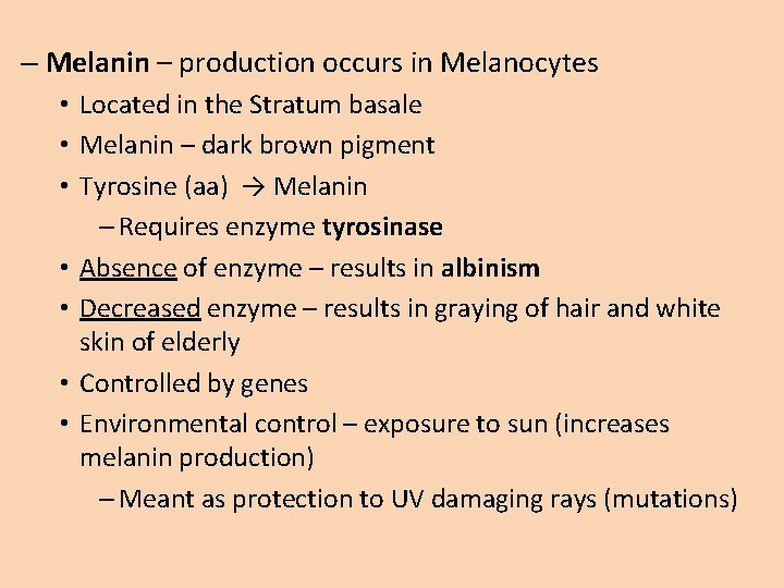 – Melanin – production occurs in Melanocytes • Located in the Stratum basale •