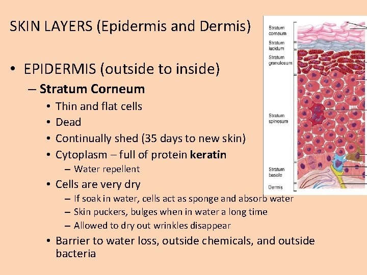 SKIN LAYERS (Epidermis and Dermis) • EPIDERMIS (outside to inside) – Stratum Corneum •