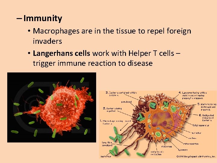 – Immunity • Macrophages are in the tissue to repel foreign invaders • Langerhans