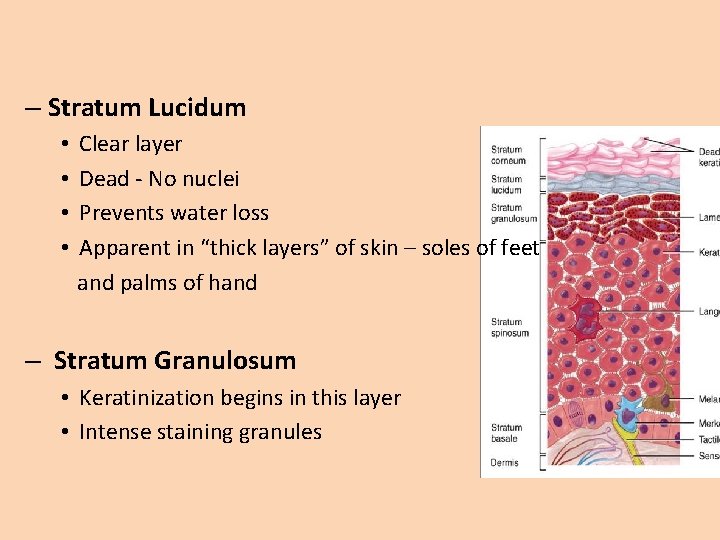 – Stratum Lucidum • • Clear layer Dead - No nuclei Prevents water loss