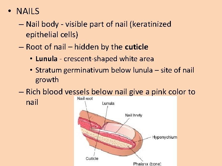 • NAILS – Nail body - visible part of nail (keratinized epithelial cells) • NAILS – Nail body - visible part of nail (keratinized epithelial cells)
