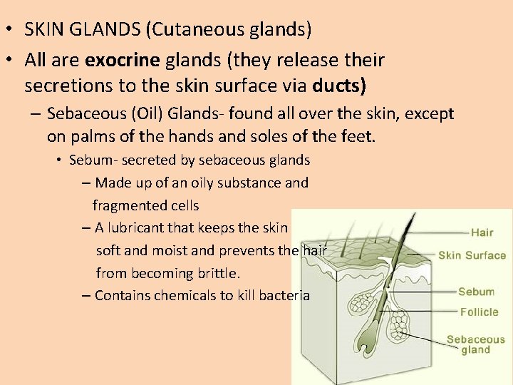  • SKIN GLANDS (Cutaneous glands) • All are exocrine glands (they release their