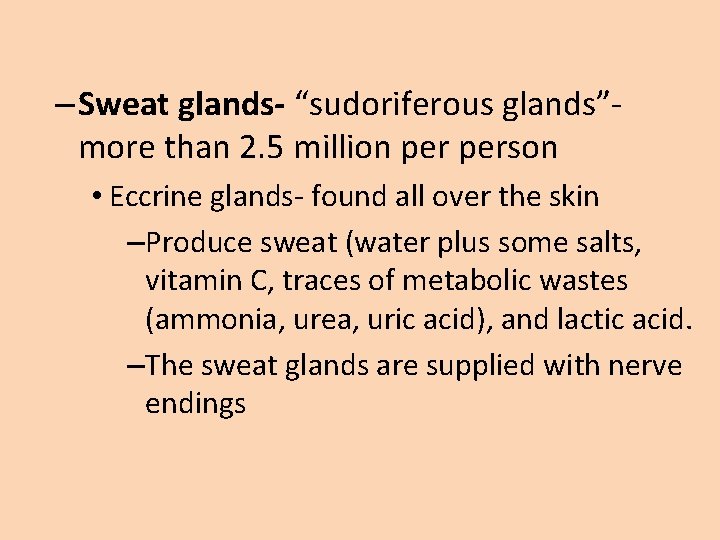 – Sweat glands- “sudoriferous glands”more than 2. 5 million person • Eccrine glands- found