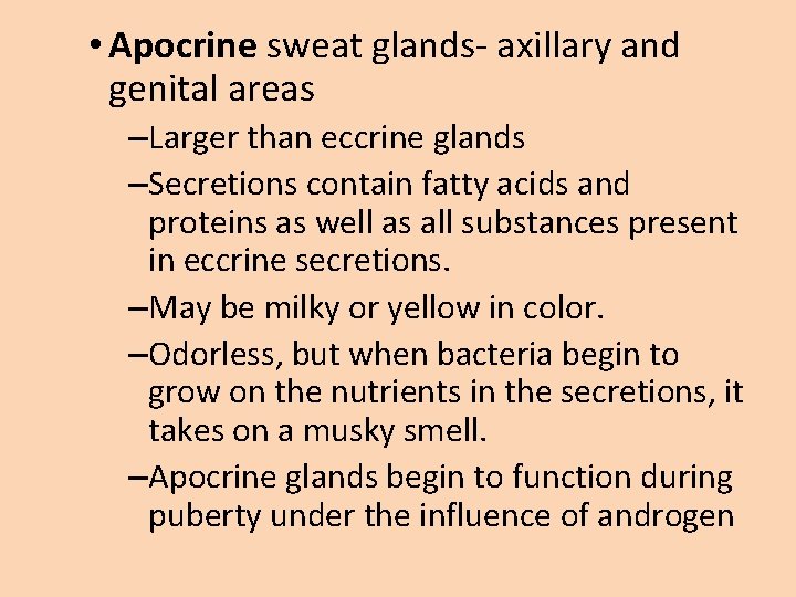  • Apocrine sweat glands- axillary and genital areas –Larger than eccrine glands –Secretions