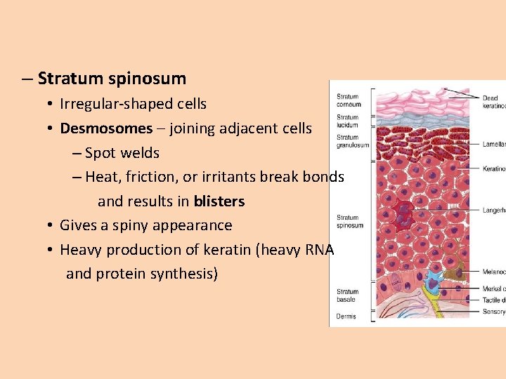 – Stratum spinosum • Irregular-shaped cells • Desmosomes – joining adjacent cells – Spot – Stratum spinosum • Irregular-shaped cells • Desmosomes – joining adjacent cells – Spot