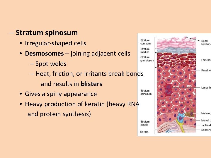 – Stratum spinosum • Irregular-shaped cells • Desmosomes – joining adjacent cells – Spot