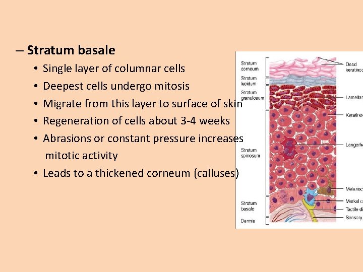 – Stratum basale Single layer of columnar cells Deepest cells undergo mitosis Migrate from