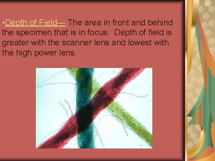  • Depth of Field— The area in front and behind the specimen that