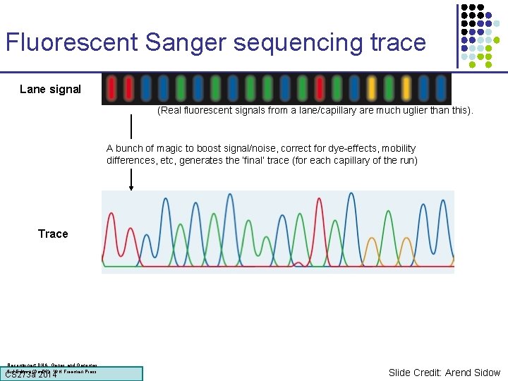 Fluorescent Sanger sequencing trace Lane signal (Real fluorescent signals from a lane/capillary are much