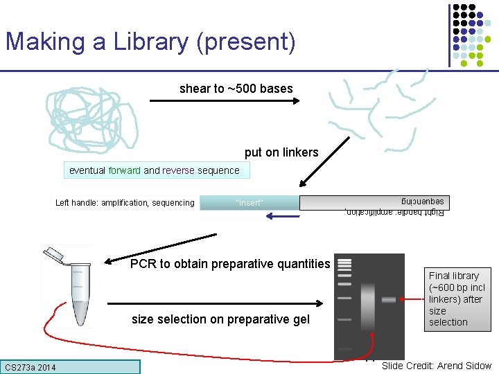Making a Library (present) shear to ~500 bases put on linkers eventual forward and