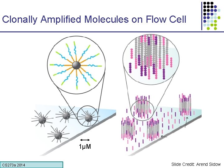 Clonally Amplified Molecules on Flow Cell 1µM CS 273 a Lecture CS 273 a