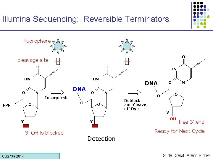 Illumina Sequencing: Reversible Terminators fluorophore O cleavage site O O HN HN O DNA