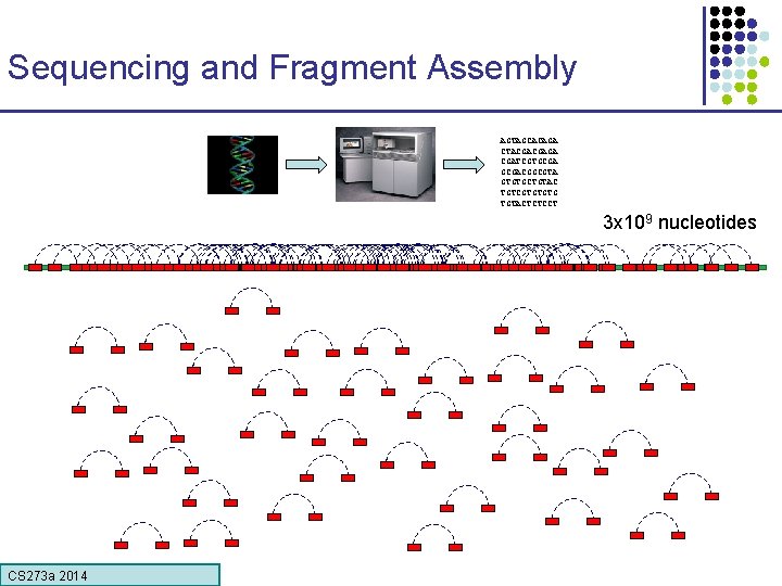 Sequencing and Fragment Assembly AGTAGCACAGA CTACGACGAGA CGATCGTGCGACGGCGTA GTGTGCTGTAC TGTCGTGTGTG TGTACTCTCCT 3 x 109 nucleotides