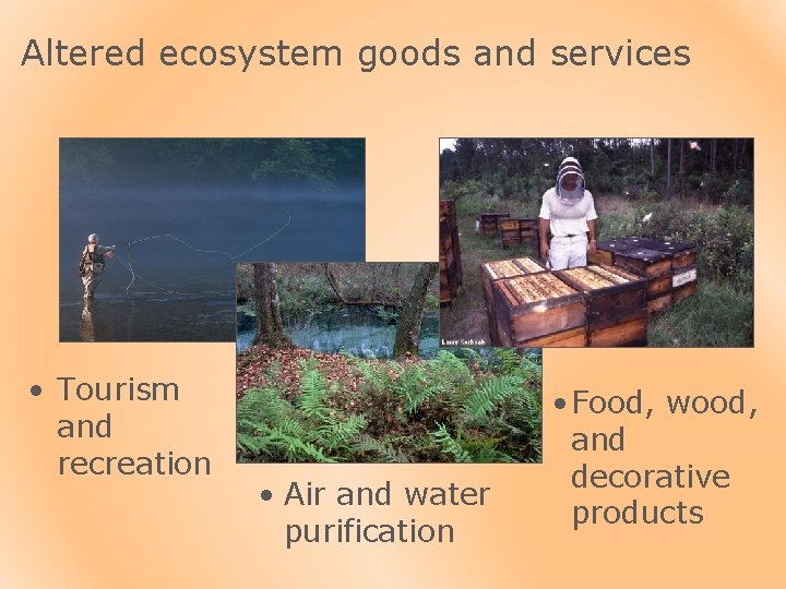Altered ecosystem goods and services • Tourism and recreation • Air and water purification