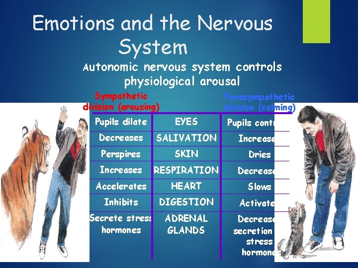 Emotions and the Nervous System Autonomic nervous system controls physiological arousal Sympathetic division (arousing)