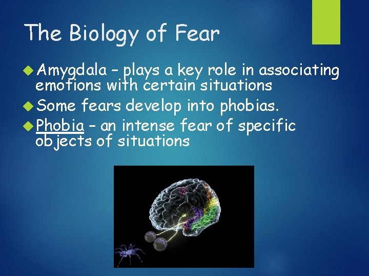 The Biology of Fear Amygdala – plays a key role in associating emotions with