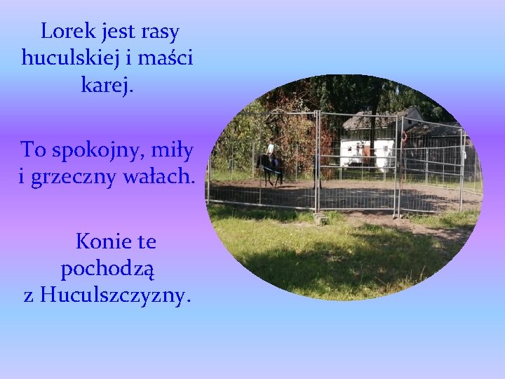 Lorek jest rasy huculskiej i maści karej. To spokojny, miły i grzeczny wałach. Konie