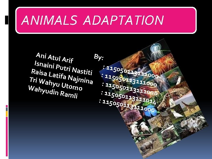 ANIMALS ADAPTATION Ani Atu By: l Arif Isnaini : 11505 Putri N 011311 a