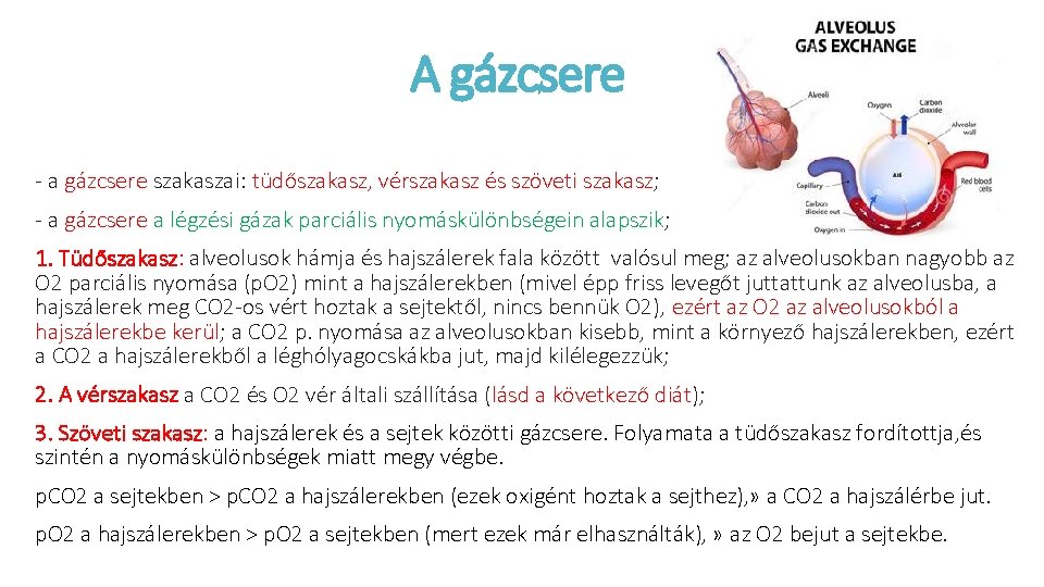 A gázcsere - a gázcsere szakaszai: tüdőszakasz, vérszakasz és szöveti szakasz; - a gázcsere
