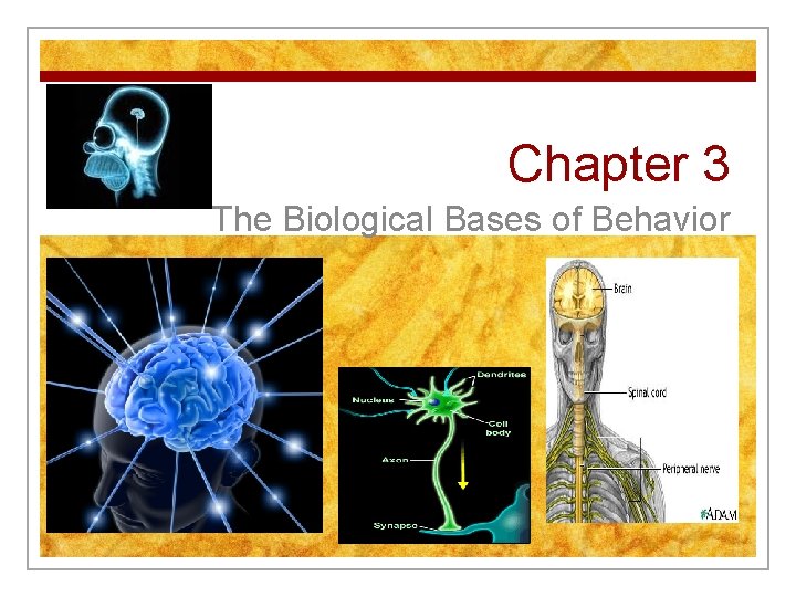 Chapter 3 The Biological Bases of Behavior 