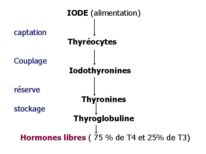 IODE (alimentation) captation Couplage réserve stockage Thyréocytes Iodothyronines Thyroglobuline Hormones libres ( 75 %