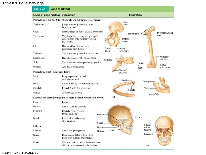 Table 8. 1 Bone Markings © 2014 Pearson Education, Inc. 