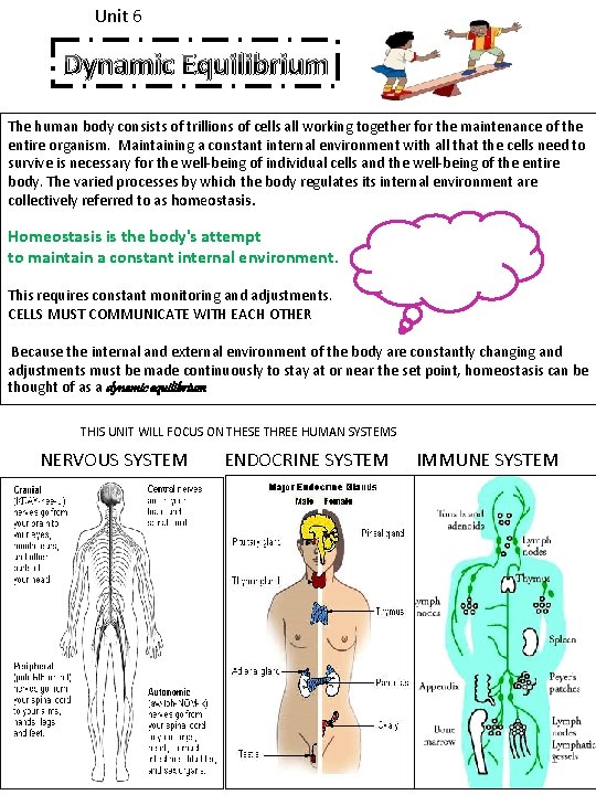 Unit 6 Dynamic Equilibrium The human body consists of trillions of cells all working