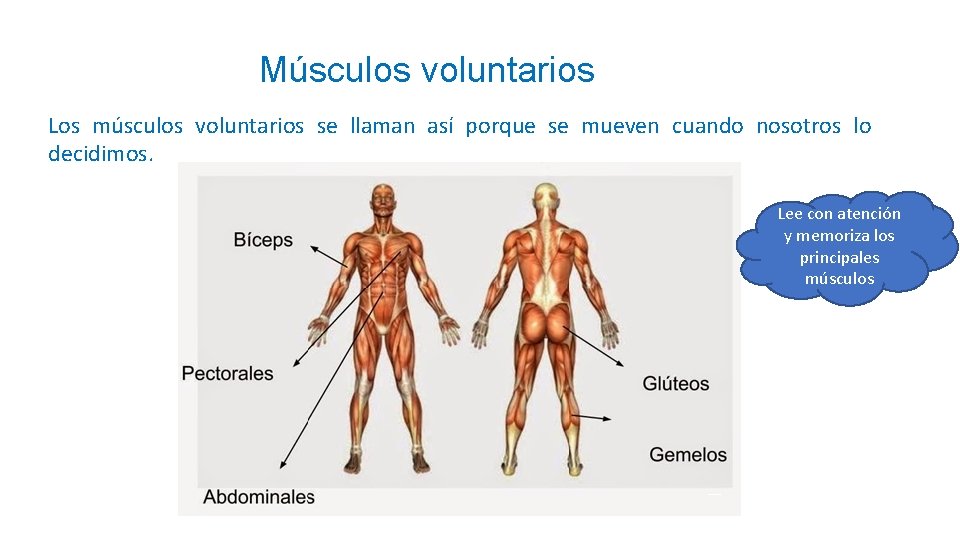 Músculos voluntarios Los músculos voluntarios se llaman así porque se mueven cuando nosotros lo