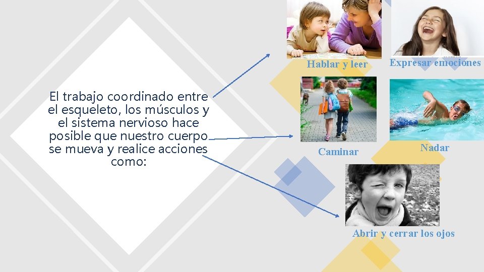 El trabajo coordinado entre el esqueleto, los músculos y el sistema nervioso hace posible