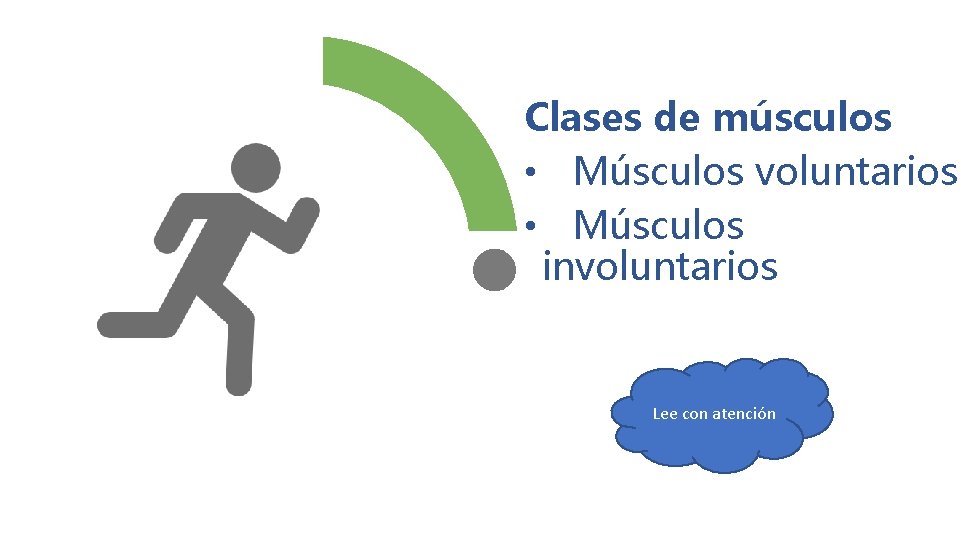 Clases de músculos • Músculos voluntarios • Músculos involuntarios Lee con atención 