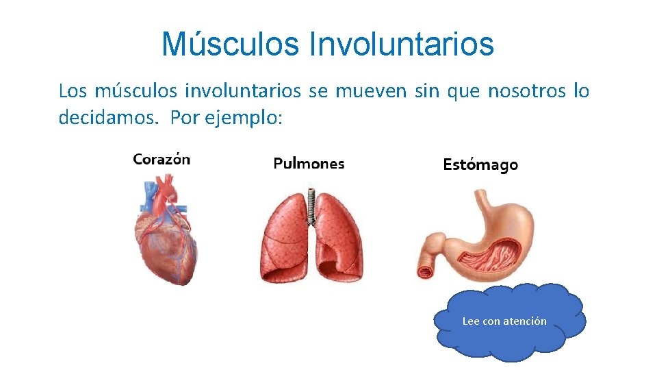 Músculos Involuntarios Los músculos involuntarios se mueven sin que nosotros lo decidamos. Por ejemplo: