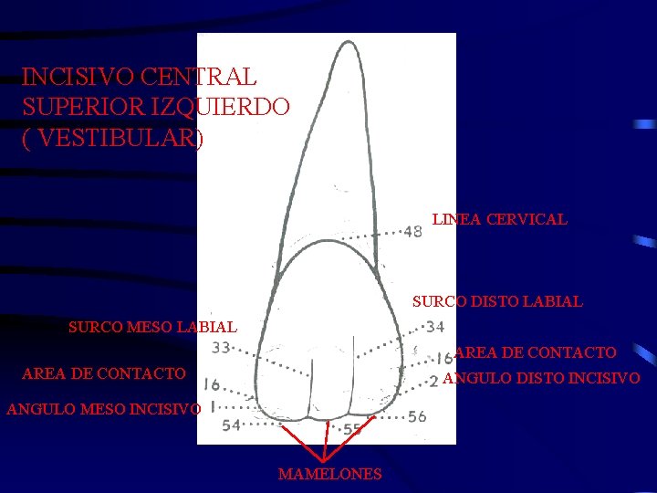 INCISIVO CENTRAL SUPERIOR IZQUIERDO ( VESTIBULAR) LINEA CERVICAL SURCO DISTO LABIAL SURCO MESO LABIAL