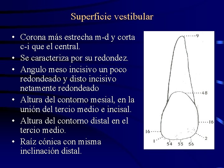 Superficie vestibular • Corona más estrecha m-d y corta c-i que el central. •