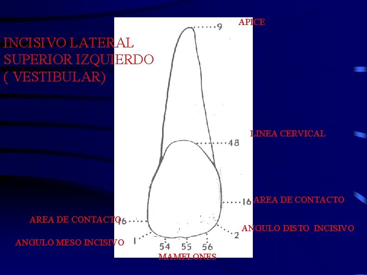 APICE INCISIVO LATERAL SUPERIOR IZQUIERDO ( VESTIBULAR) LINEA CERVICAL AREA DE CONTACTO ANGULO DISTO