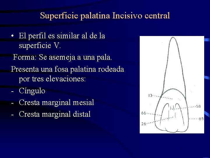 Superficie palatina Incisivo central • El perfil es similar al de la superficie V.