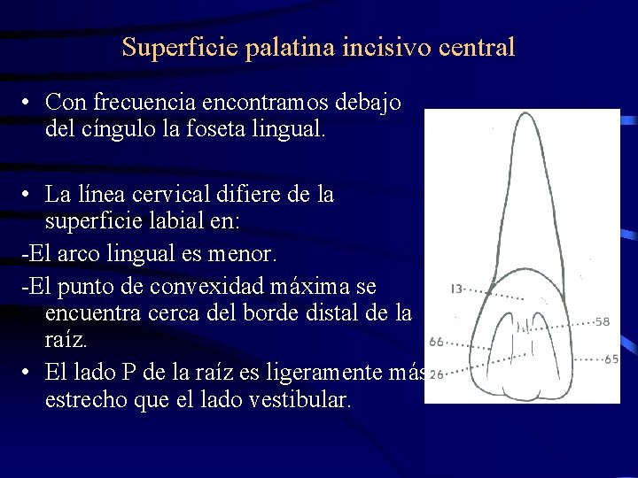 Superficie palatina incisivo central • Con frecuencia encontramos debajo del cíngulo la foseta lingual.