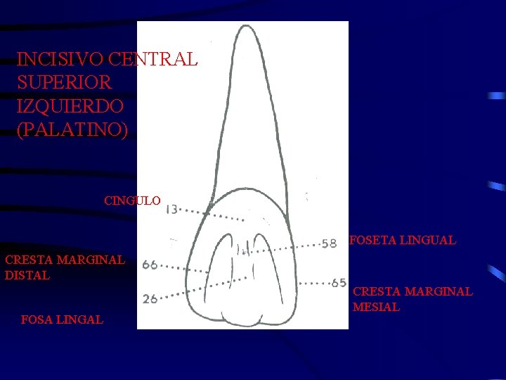 INCISIVO CENTRAL SUPERIOR IZQUIERDO (PALATINO) CINGULO FOSETA LINGUAL CRESTA MARGINAL DISTAL FOSA LINGAL CRESTA