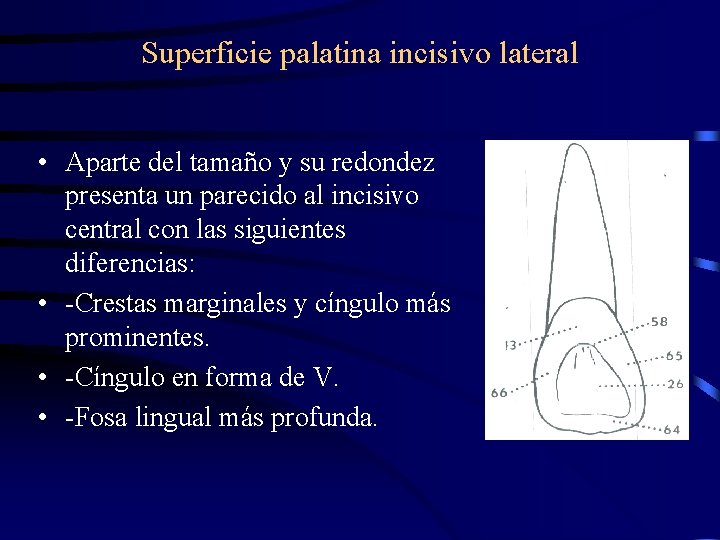 Superficie palatina incisivo lateral • Aparte del tamaño y su redondez presenta un parecido