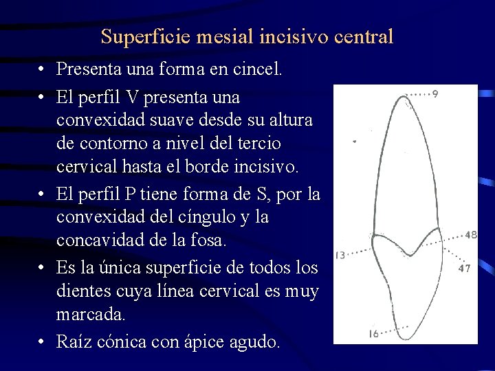 Superficie mesial incisivo central • Presenta una forma en cincel. • El perfil V