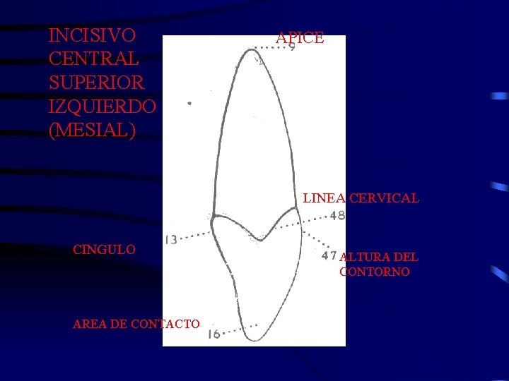 INCISIVO CENTRAL SUPERIOR IZQUIERDO (MESIAL) APICE LINEA CERVICAL CINGULO AREA DE CONTACTO ALTURA DEL