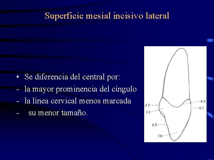 Superficie mesial incisivo lateral • Se diferencia del central por: - la mayor prominencia