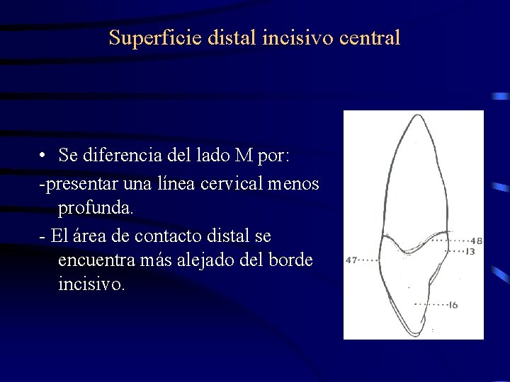 Superficie distal incisivo central • Se diferencia del lado M por: -presentar una línea