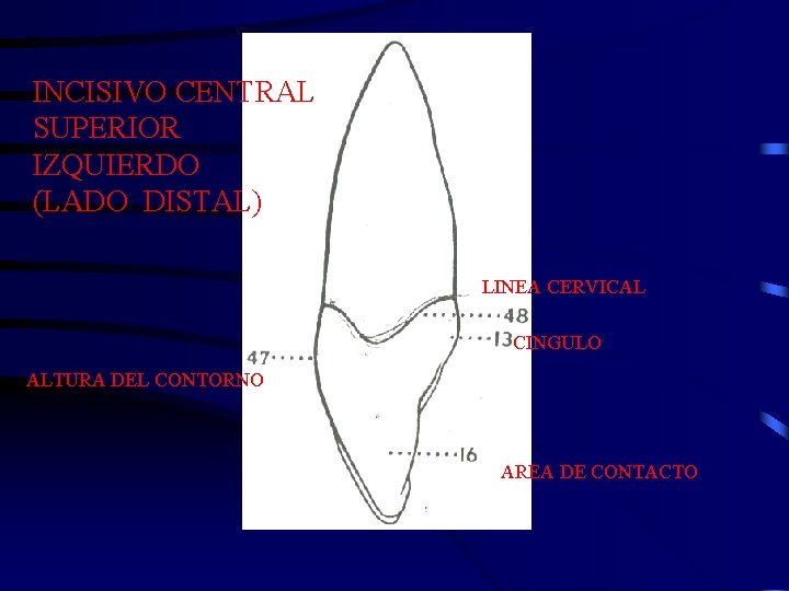 INCISIVO CENTRAL SUPERIOR IZQUIERDO (LADO DISTAL) LINEA CERVICAL CINGULO ALTURA DEL CONTORNO AREA DE