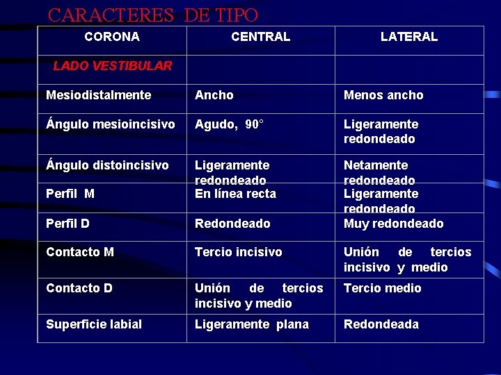 CARACTERES DE TIPO CORONA CENTRAL LATERAL LADO VESTIBULAR Mesiodistalmente Ancho Menos ancho Ángulo mesioincisivo